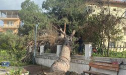Koçarlı’da korkutan anlar! Ağaç camiye devrildi