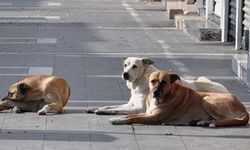 Tüm başıboş hayvanların toplandığı şehirde Vali ekiplere teşekkür etti