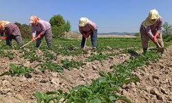 Nazilli çiftçisine peş peşe uyarılar! Tarım ve Orman Müdürlüğü açıkladı