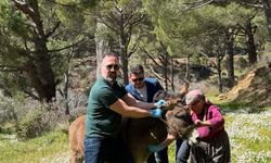 Aydın’da Afrika At Vebası için numune seferberliği