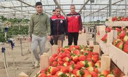 Aydın’da çilek hasadı başladı