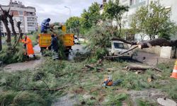 Aydın'da fırtına ağacı devirdi! Araç hasar gördü