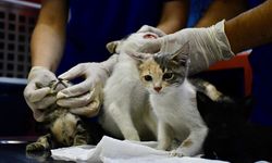 Aydın’da Veteriner Krizi mi Var? Hangi İlçede Kaç Klinik Var, Acil Durumda Nereye Gidilmeli, Hangi Saatlerde Açık?