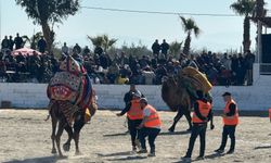 İncirliova’da deve güreşi heyecanı başladı: 184 deve arenada kıyasıya mücadele etti