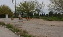 Aydın’da sokak köpekleri şehrin dışına taşınıyor