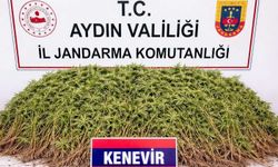 Nazilli’de jandarma operasyonu! 208 kök hint keneviri ele geçirildi
