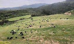 Karacasu yaylalarında yaz havası