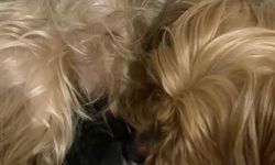 Nazilli’de dişi köpekten yavru kedilere anne şefkati