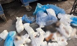 33 kedi ölü bulunmuştu: Gözaltına alınan veteriner hekim tutuklandı