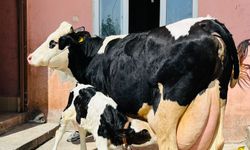 Aydın hayvancılıkta Türkiye’nin zirvesini zorladı