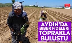 Aydın’da biber fideleri toprakla buluştu