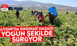 Aydın’da enginar hasadı yoğun şekilde sürüyor