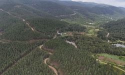 Aydın’da saklı cennet! Belenova yaylası ilgi odağı oldu