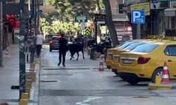 Sokakta panik anları! Ortalığı birbirine kattı