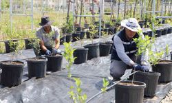 Üreticinin yeni gözdesi! Az su tüketiyor, tarlada para basıyor