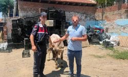 Aydın’da jandarma hayvan hırsızına geçit vermedi