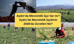 Aydın’da Mevsimlik İşçi Var mı? Aydın’da Mevsimlik İşçilerin 2026'da Ücretleri Ne, Çalışma Alanları ve Şartları Neler?