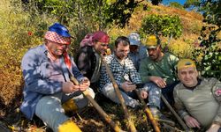 Aydın’da milli heyecan tarlalara taşındı