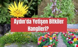 Aydın'da Yetişen Bitkiler Hangileri? Sadece Aydın’da Yetişen Bitki Var mı?