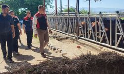 Aydın'daki üreticilere gebe düve hibeleri başladı