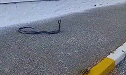 Bozdoğan’da ilginç anlar! Sıcaklar artınca ortaya çıktılar