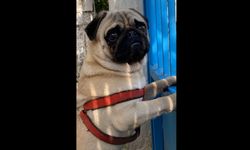 Nazilli'de kaybolan köpek heryerde aranıyor