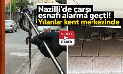 Nazilli’de çarşı esnafı alarma geçti! Yılanlar kent merkezinde