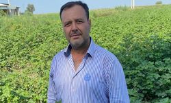 Söke’de pamuk çaresizliği