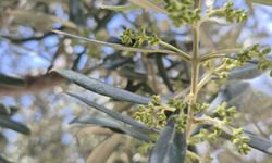 Söke’de zeytin üreticisi alarmda! Çiçek dökümü rekolteyi vurdu