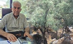 Söke’de düşük fiyat endişelendiriyor! Zeytin dalında kalacak