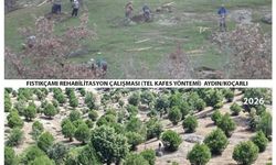 Aydın’da 15 yıl önce dikilen fidanlar artık kozalak veriyor: Çorak araziden bereketli ormana