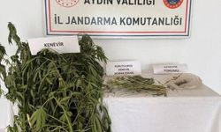 Aydın’da jandarmadan kenevir baskını! Ev ve bahçede yok yok