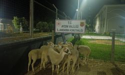 Aydın’da koyun hırsızına jandarma kıskacı