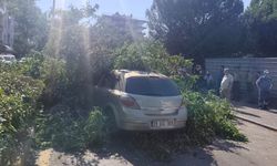 Aydın’da seyir halindeki araca ağaç düştü