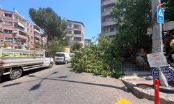 Aydın’da korku dolu anlar! Çatırdayarak devrilen ağaç araçları ezdi