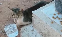 Aydın’daki kedi ‘nankör’ iddiasını çürüttü! Vefat eden sahibinin mezarından ayrılmıyor