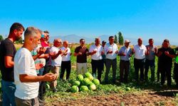 Aydın’ın meşhur Cincin Karpuzu’nun hasadı başladı