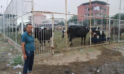 Çine’de orman yangını 20’nci saatinde! Tahliye edilen hayvanlar halı sahada koruma altına alındı