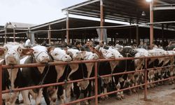 Çine’deki yangında tahliye edilen hayvanlarla ilgili duyuru! Hayvan Pazarı ücretsiz kullanıma açıldı
