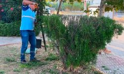 Didim Belediyesi çevre bakım çalışmalarını sürdürüyor