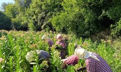Karacasu’da tütün kırım sezonu başladı!