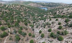 Koçarlı’da 15 yıllık emek: Fıstıkçamları kozalak vermeye başladı