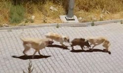 Kuşadası’nda görenleri şaşırtan olay! Yaban domuzlarının dayanışması kamerada