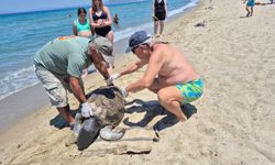 Üremek için geldikleri yerde can verdiler: Ege kıyılarında 3 Caretta caretta ölü bulundu