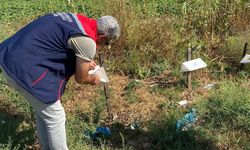 Aydın pamuğunun kalitesi kontrol altında