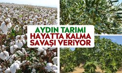 Aydın tarımı hayatta kalma savaşı veriyor