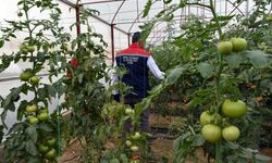 Aydın tarımında tehlikeli tablo