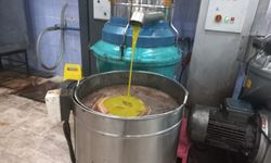 Aydına zeytin sezonu yaklaştı: Üreticiler endişeli