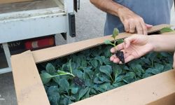 Aydın’da 5 ilçede üreticilere binlerce fidan desteği