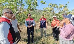 Aydın’da Antep fıstığı hasadı
